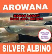 Slot Baru Ikan Arwana Silver Albino Mata Merah